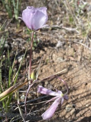 Calochortus umbellatus