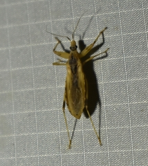 Oncocephalus nubilus