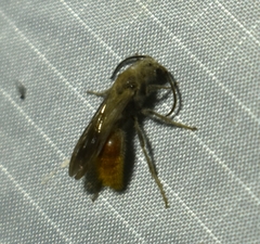 Sphaeropthalma imperialis