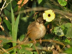 Prinia subflava pondoensis