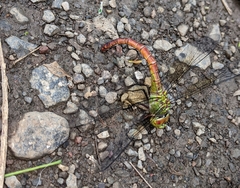 Coryphaeschna diapyra