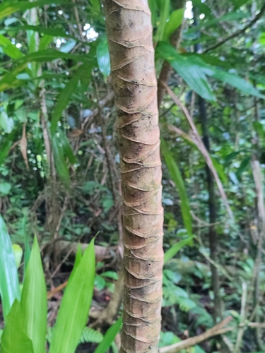 Dracaena arborea image