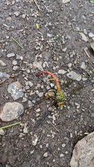 Coryphaeschna diapyra