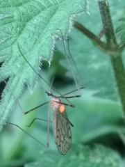 Limonia phragmitidis