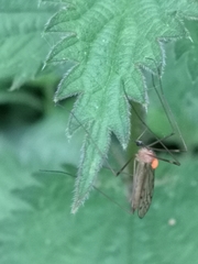 Limonia phragmitidis