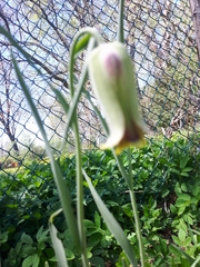 Fritillaria acmopetala