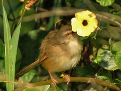 Prinia subflava pondoensis
