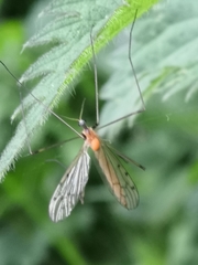 Limonia phragmitidis