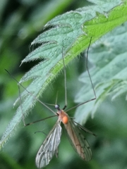 Limonia phragmitidis