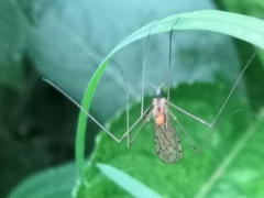 Limonia phragmitidis