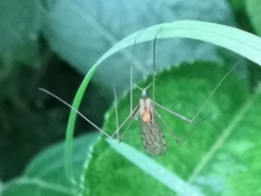 Limonia phragmitidis