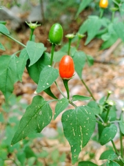 Capsicum chacoense