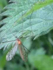 Limonia phragmitidis