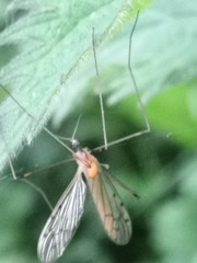 Limonia phragmitidis