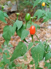 Capsicum chacoense
