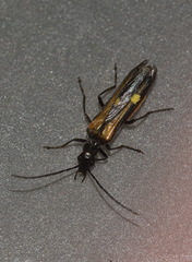 Oedemera pthysica