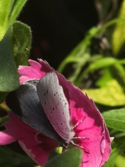 Celastrina argiolus