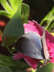Celastrina argiolus