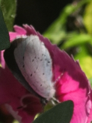 Celastrina argiolus