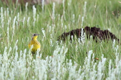 Hemimacronyx chloris