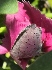 Celastrina argiolus