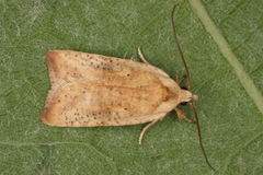 Agonopterix nervosa