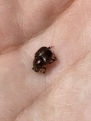Onthophagus orpheus