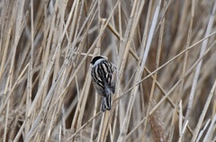 Emberiza schoeniclus