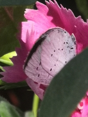 Celastrina argiolus