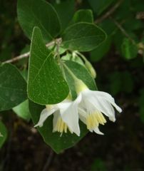 Styrax officinalis