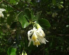 Styrax officinalis