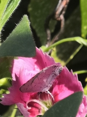 Celastrina argiolus