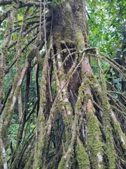 Sterculia tragacantha