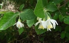 Styrax officinalis