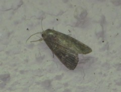 Elaphria grata