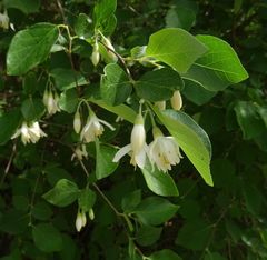 Styrax officinalis