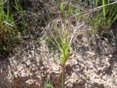 Aegilops neglecta