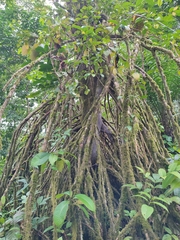 Sterculia tragacantha