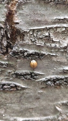 Adalia decempunctata