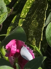 Celastrina argiolus