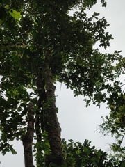 Sterculia tragacantha
