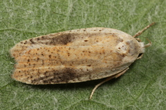Agonopterix nervosa