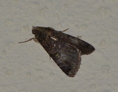 Melipotis famelica