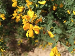 Calicotome spinosa
