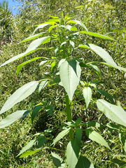 Amaranthus australis