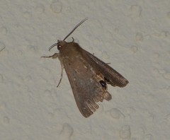 Litoprosopus futilis