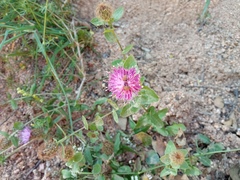Centaurea pectinata