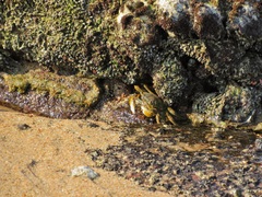 Grapsus fourmanoiri