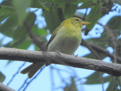Hemithraupis ruficapilla