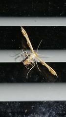 Gillmeria pallidactyla